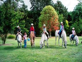 Limestone Coast Horseriding - Accommodation Main Beach 0