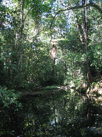 Misty Mountains Wilderness Walking Tracks - Accommodation Main Beach 0