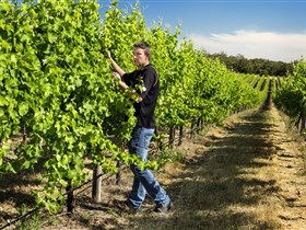 Patrick Of Coonawarra - Accommodation Main Beach 0