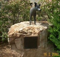 Dingo Statue - Accommodation Main Beach