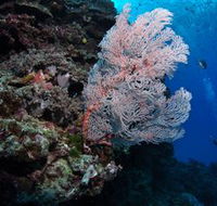 Barracuda Bommie Dive Site