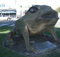 Big Cane Toad - Accommodation Main Beach
