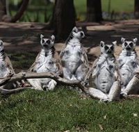 Savannah Visitor Plaza Taronga Western Plains Zoo Dubbo - Accommodation Main Beach
