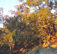 Mount Alexander Regional Park - Accommodation Main Beach