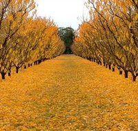 Sun Country on the Murray Farm Gate Trail - Accommodation Main Beach