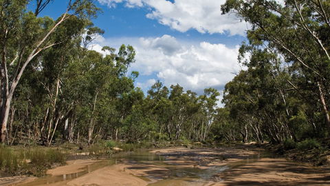 Pilliga National Park - Accommodation Main Beach 2