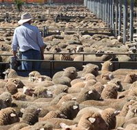 Livestock Marketing Centre - Accommodation Main Beach