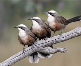 Winton Wetlands Reserve - Accommodation Main Beach 1