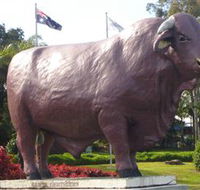 Rockhampton Bull Statues - Accommodation Main Beach