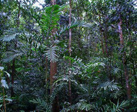 Kutini-Payamu (Iron Range) National Park (CYPAL) - Accommodation Main Beach 2