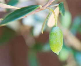 The Olive Shop - Milawa - Accommodation Main Beach 1
