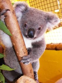 Cooberrie Park Wildlife Sanctuary - Accommodation Main Beach 0
