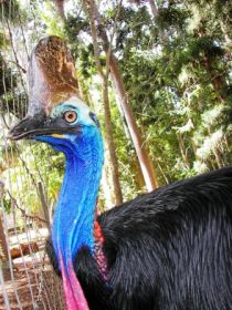 Cooberrie Park Wildlife Sanctuary - Accommodation Main Beach 1