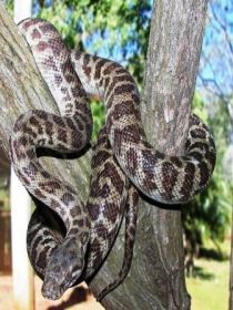 Cooberrie Park Wildlife Sanctuary - Accommodation Main Beach 3
