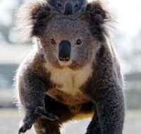 Koalas in Gunnedah - Accommodation Main Beach