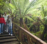 Otway Fly Treetop Adventures - Accommodation Main Beach