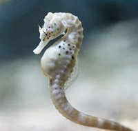 SEA LIFE Melbourne Aquarium - Accommodation Main Beach