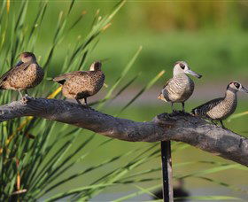 Jerrabomberra Wetlands - Accommodation Main Beach 0