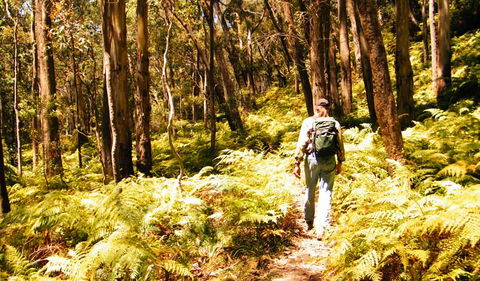 Federal Pass - Accommodation Main Beach 0