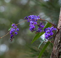 Mann River Nature Reserve - Accommodation Main Beach
