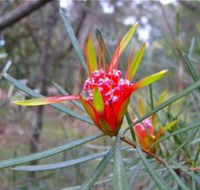 Glenbrook Native Plant Reserve and Nursery - Accommodation Main Beach