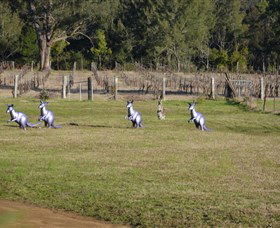 Wollombi Wines - Accommodation Main Beach 5
