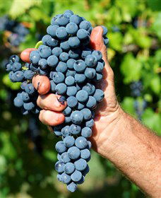 Stonehurst Cedar Creek Vineyard - Accommodation Main Beach 5
