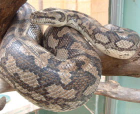 Armadale Reptile Centre - Accommodation Main Beach 0