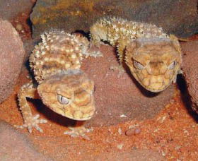 Armadale Reptile Centre - Accommodation Main Beach 1