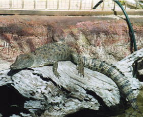 Armadale Reptile Centre - Accommodation Main Beach 2