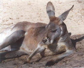 Armadale Reptile Centre - Accommodation Main Beach 3