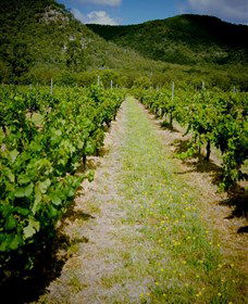 Gartelmann Wines - Accommodation Main Beach 0