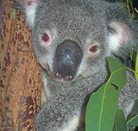 Hunter Valley Zoo - Accommodation Main Beach