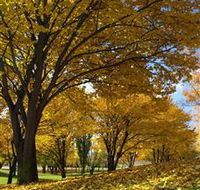 Centennial Park at Cooma - Accommodation Main Beach