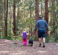 Olney State Forest - Watagan Mountains - Accommodation Main Beach