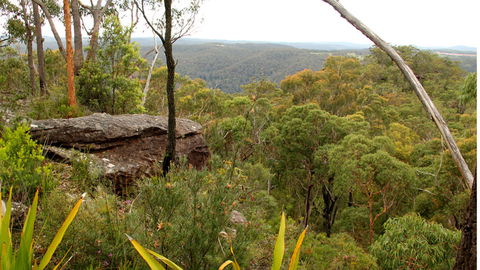 Mount Olive Lookout - Accommodation Main Beach 2
