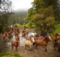 Glenworth Valley Horse Riding - Accommodation Main Beach
