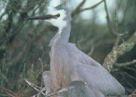 Jack Smith Lake State Game Reserve - Accommodation Main Beach 0