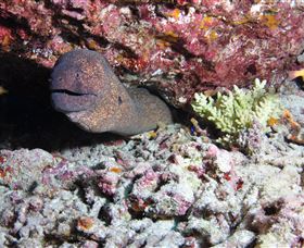 Anchor Bommie Dive Site - Accommodation Main Beach 1