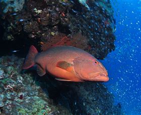Anchor Bommie Dive Site - Accommodation Main Beach 0