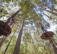 TreeTop Adventure Park Central Coast - Accommodation Main Beach
