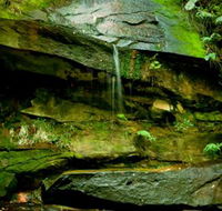 Strickland State Forest - Accommodation Main Beach