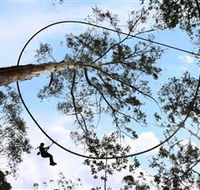 TreeTops Crazy Rider - Accommodation Main Beach