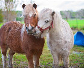 Amazement Farm And Fun Park / Cafe And Farmstay Accommodation - Accommodation Main Beach 5