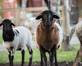 Amazement Farm And Fun Park / Cafe And Farmstay Accommodation - Accommodation Main Beach 4
