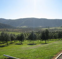 Hastings Valley Olives - Accommodation Main Beach