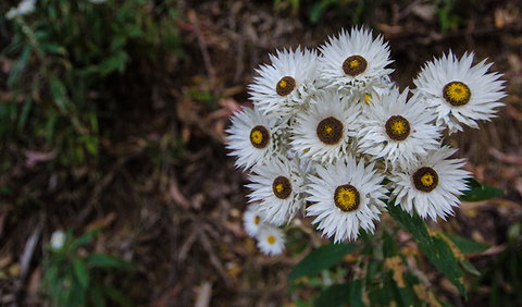 Hastings Forest Way Touring Route - Accommodation Main Beach 0
