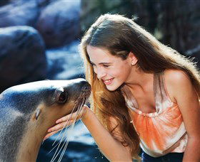 Sea Life Sunshine Coast - Accommodation Main Beach 1