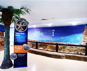 Sea Life Sunshine Coast - Accommodation Main Beach 2