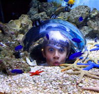 Sea Life Sunshine Coast - Accommodation Main Beach